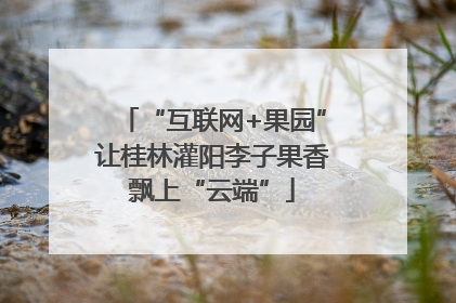 “互联网+果园”让桂林灌阳李子果香飘上“云端”