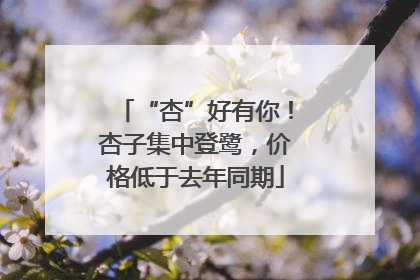 “杏”好有你！杏子集中登鹭，价格低于去年同期