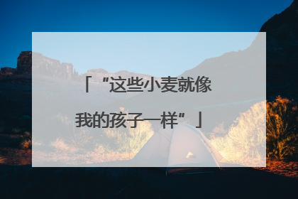 “这些小麦就像我的孩子一样”