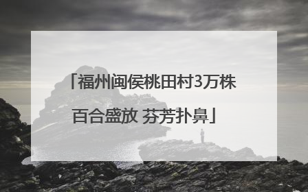 福州闽侯桃田村3万株百合盛放 芬芳扑鼻