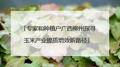 专家和种植户广西柳州探寻玉米产业提质增效新路径