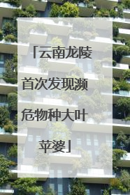 云南龙陵首次发现濒危物种大叶苹婆