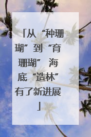 从“种珊瑚”到“育珊瑚” 海底“造林”有了新进展