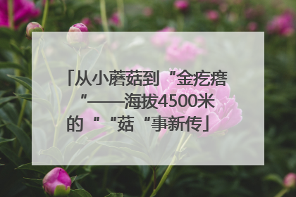 从小蘑菇到“金疙瘩“——海拔4500米的““菇“事新传