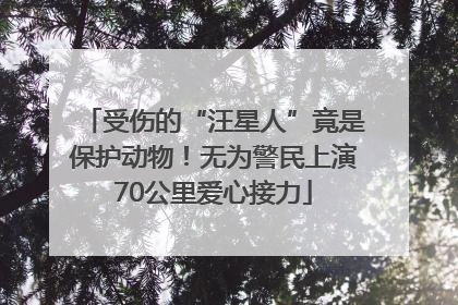 受伤的“汪星人”竟是保护动物！无为警民上演70公里爱心接力
