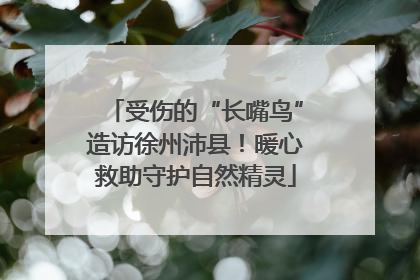 受伤的“长嘴鸟”造访徐州沛县！暖心救助守护自然精灵