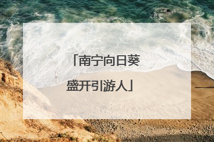 南宁向日葵盛开引游人