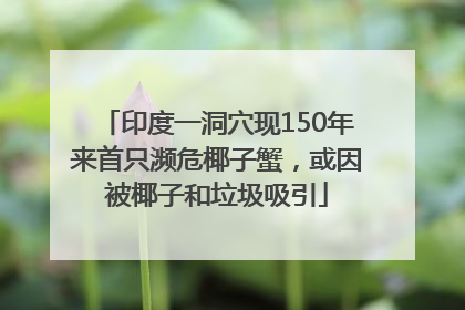 印度一洞穴现150年来首只濒危椰子蟹，或因被椰子和垃圾吸引