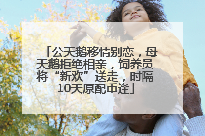 公天鹅移情别恋，母天鹅拒绝相亲，饲养员将“新欢”送走，时隔10天原配重逢