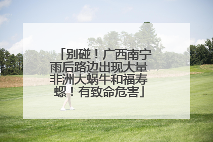 别碰！广西南宁雨后路边出现大量非洲大蜗牛和福寿螺！有致命危害