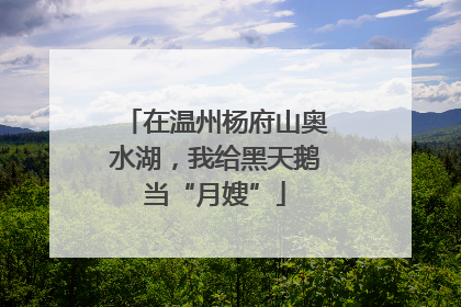 在温州杨府山奥水湖，我给黑天鹅当“月嫂”