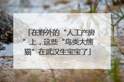 在野外的“人工产房”上，这些“鸟类大熊猫”在武汉生宝宝了