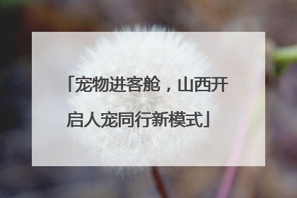 宠物进客舱，山西开启人宠同行新模式