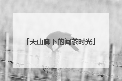 天山脚下的闽茶时光