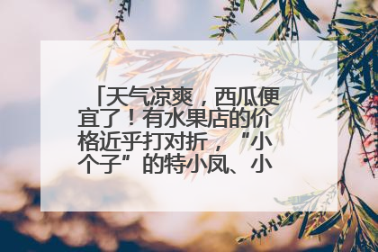 天气凉爽，西瓜便宜了！有水果店的价格近乎打对折，“小个子”的特小凤、小糖丸更好卖