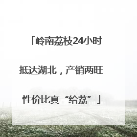 岭南荔枝24小时抵达湖北，产销两旺性价比真“给荔”
