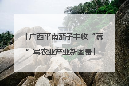 广西平南茄子丰收“蔬”写农业产业新图景
