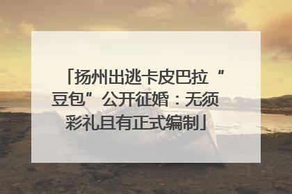 扬州出逃卡皮巴拉“豆包”公开征婚：无须彩礼且有正式编制