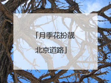 月季花扮靓北京道路