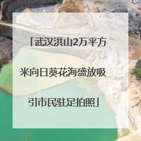 武汉洪山2万平方米向日葵花海盛放吸引市民驻足拍照