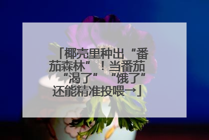椰壳里种出“番茄森林”！当番茄“渴了”“饿了”还能精准投喂→