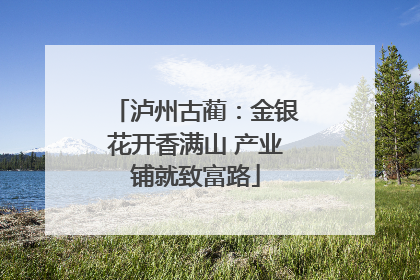 泸州古蔺：金银花开香满山 产业铺就致富路