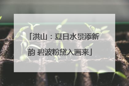洪山：夏日水景添新韵 碧波粉黛入画来
