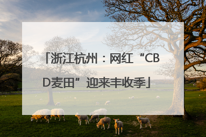 浙江杭州：网红“CBD麦田”迎来丰收季