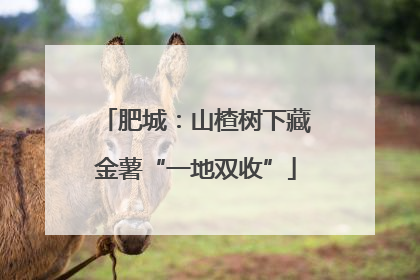 肥城：山楂树下藏金薯“一地双收”