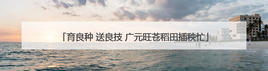 育良种 送良技 广元旺苍稻田插秧忙