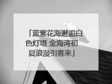 蓝紫花海邂逅白色灯塔 金海湾初夏浪漫引客来
