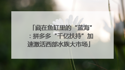 藏在鱼缸里的“蓝海”：拼多多“千亿扶持”加速激活西部水族大市场