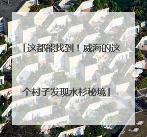 这都能找到！威海的这个村子发现水杉秘境