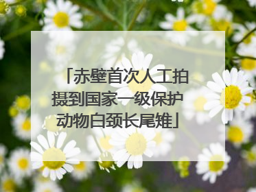 赤壁首次人工拍摄到国家一级保护动物白颈长尾雉