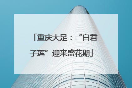 重庆大足：“白君子莲”迎来盛花期