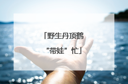 野生丹顶鹤“带娃”忙