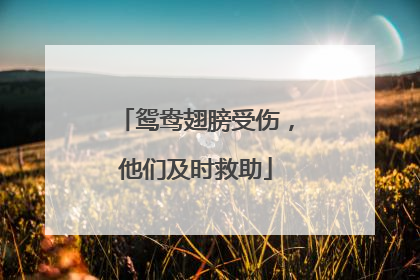 鸳鸯翅膀受伤，他们及时救助