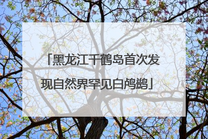 黑龙江千鹤岛首次发现自然界罕见白鸬鹚