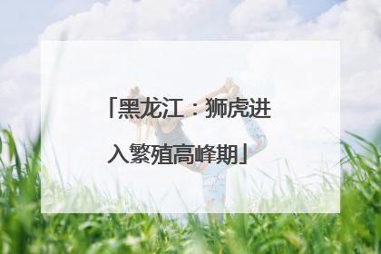 黑龙江：狮虎进入繁殖高峰期