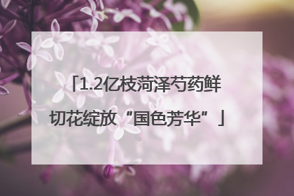 1.2亿枝菏泽芍药鲜切花绽放“国色芳华”